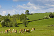 Healthy cattle livestock, Idyllic Rural, UK.