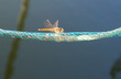 Dragonfly spreads wings