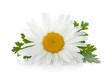 Chamomile flower with leaves
