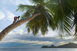 enfant grimpé sur cocotier aux Seychelles