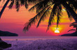 Silhouetted of coconut tree