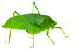 Photo: sauterelle verte sauterelle verte