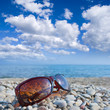 sun glasses on a seashore