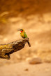 Small bird