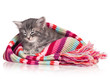 Cute kitten