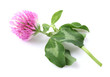 Foto: Red clover with leaves Red clover with leaves