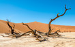 Dead Vlei