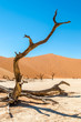 Desert Tree