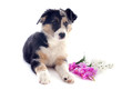 puppy border collie