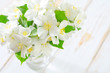 jasmin