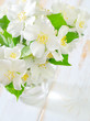 jasmin