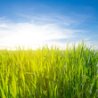 green field in a rays of sun