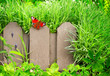 Summer background
