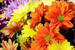 Photo: Multicolor gerber flowers Multicolor gerber flowers