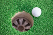 Foto: Golf ball Golf ball
