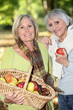 Foto: Women gathering chestnuts and apples Women gathering chestnuts and apples