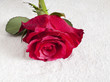 Fleur rose dans sable fin