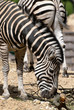 Chapmans zebra (Equus quagga chapmani)