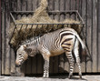 Mountain zebra feeding