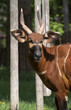 Bongo antelope (Tragelaphus euryceros)