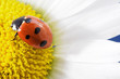 ladybird on camomile flower