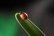 ladybug on leaf