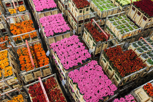 Photo: Crates with flowers and plants on a flower auction Crates with flowers and plants on a flower auction