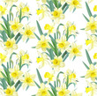 Seamless pattern lush yellow daffodils on white background