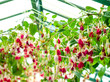 Fuschias suspendus dans une serre