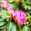 Rodhodendron