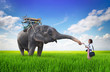 woman feeding the elephant bananas