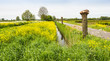 Typical Dutch landscape in springtime