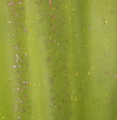 Pianta grassa come sfondo