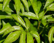 green leaves of flowers