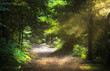 Foto: Sunbeams through the trees Sunbeams through the trees