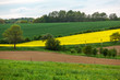 Meadows and fields with rapeseed flower