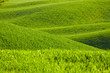 Foto: Countryside, San Quirico d`Orcia , Tuscany, Italy Countryside, San Quirico d`Orcia , Tuscany, Italy