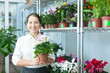 Photo: woman with auricula (Primula) plant woman with auricula (Primula) plant