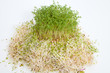 Fresh alfalfa sprouts and cress on white background