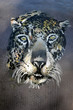 Art urbain - Tigre