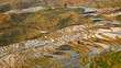 Rice Terraces