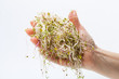 Fresh alfalfa sprouts isolated on white background