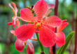 Orchids