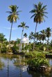 Coconut trees along the garden's pond