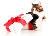 cat in gift box isolated on white