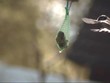 Video: Meise im Anflug Meise im Anflug