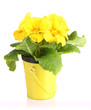 Beautiful yellow primula in flowerpot, isolated on white