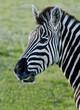 Zebra chewing