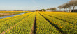 Panorama of rows of blooming tulips in various colors