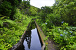 Madeira Levada